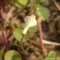 Utricularia caerulea L.